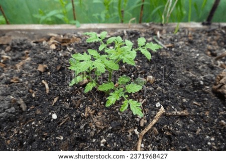 Similar – Foto Bild Eine kleine Tomatenpflanze mit einigen Blättern