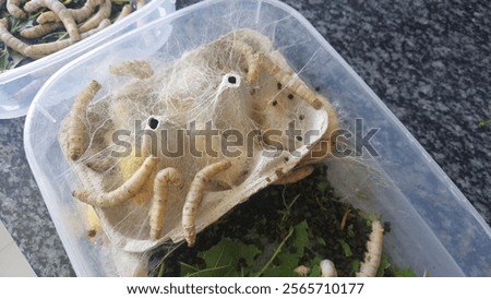 Image, Stock Photo spinning moths on a bush