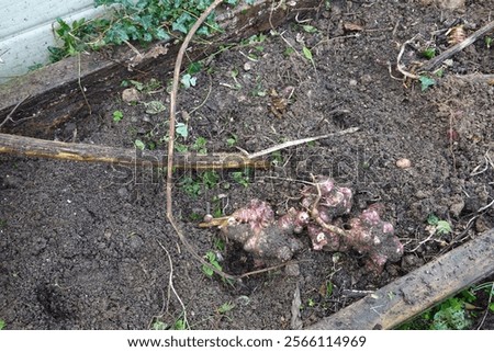 Similar – Image, Stock Photo Boxes with artichokes on farm