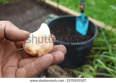 Similar – Image, Stock Photo Spring bulbs ready for transplanting. Gardening concept. Easter concept.