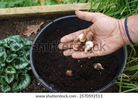 Similar – Image, Stock Photo Spring bulbs ready for transplanting. Gardening concept. Easter concept.