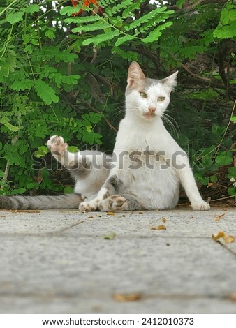 Similar – Image, Stock Photo washing day Grass Bushes