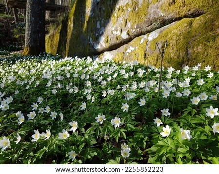 Similar – Image, Stock Photo wood anemone Wood anemone