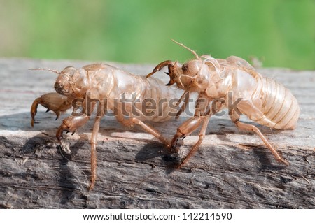 Shed skin of a Cicada