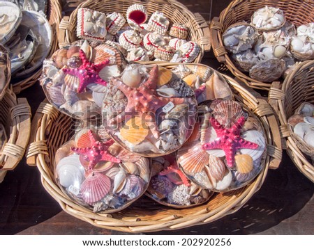 Packs of starfish and sea shells for sale
