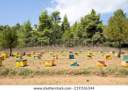 Bee hives set out in the countryside next to a forest