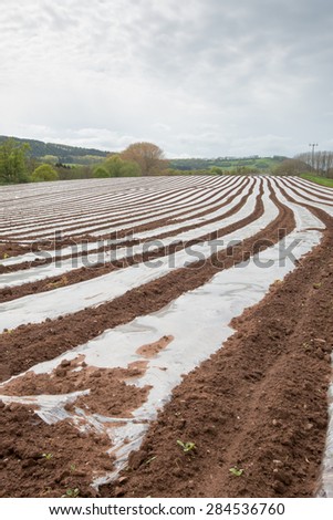 A field covered with Polytunnels to help protect the crops on a farm