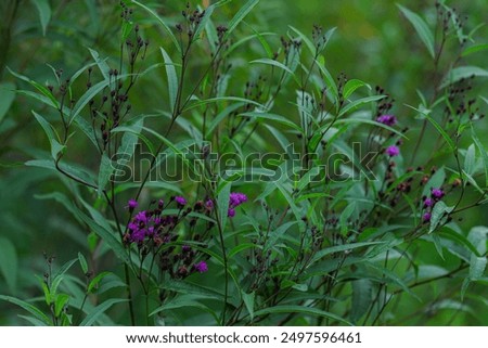 Similar – Image, Stock Photo Small everyday wild plants from the roadside have been in the jar as a bouquet for over two weeks and still give pleasure