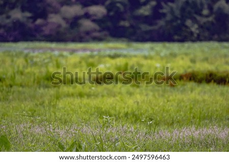 Similar – Image, Stock Photo Small everyday wild plants from the roadside have been in the jar as a bouquet for over two weeks and still give pleasure