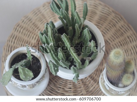 Similar – Image, Stock Photo three withered potted plants with tomatoes in front of urban facade