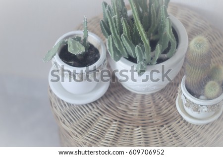 Similar – Image, Stock Photo three withered potted plants with tomatoes in front of urban facade