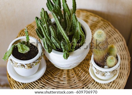 Similar – Image, Stock Photo three withered potted plants with tomatoes in front of urban facade