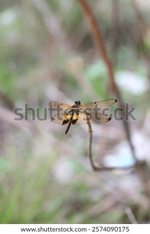 Similar – Image, Stock Photo Detail of thin branches with small yellow flowers