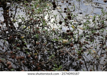 Similar – Image, Stock Photo Plastic waste in branches of a bare tree in front of a glass facade