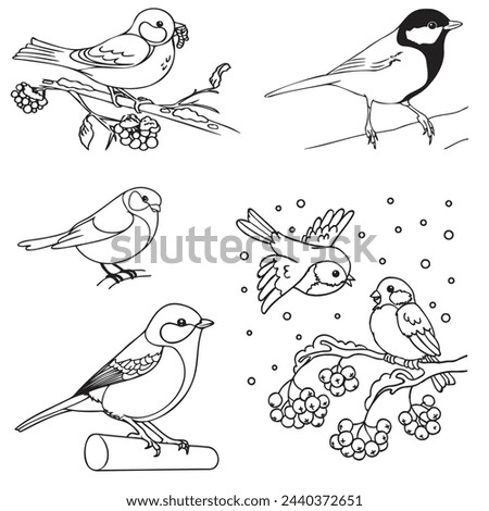 Sparrows and tits sit on branches with berries, there is snow on the branches, a bird has a worm in its beak. A set of sketches for children's coloring