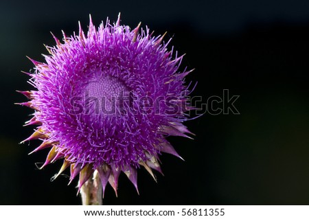 Purple blossomed thistle isolated on black background with side lightening