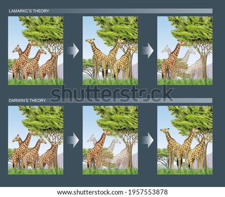 Lamarckism versus Darwinism. Lamarck's theory of evolution versus Darwin's, represented in the evolution of the giraffe.