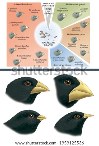 Natural selection and adaptation. Darwin's theories. Adaptive varieties of finches in the Galapagos Islands.