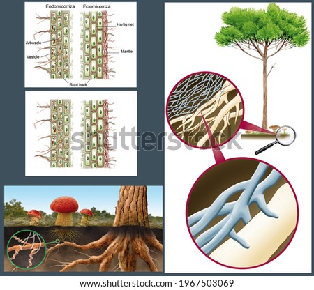 Fungi. The alimentation of fungi. The Fungi. The mycorrhiza. Digital illustration without text and with captions in English. Stock foto © 