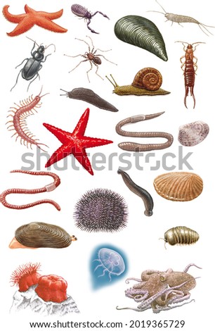 Some invertebrates: moluscs, arthropods, sea urchins, starfish, etc. Stock foto © 