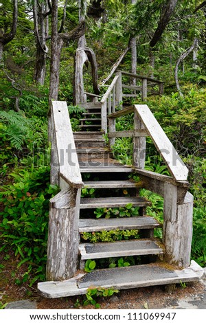 wood stair in rain forest, vancouver island, bc, canada