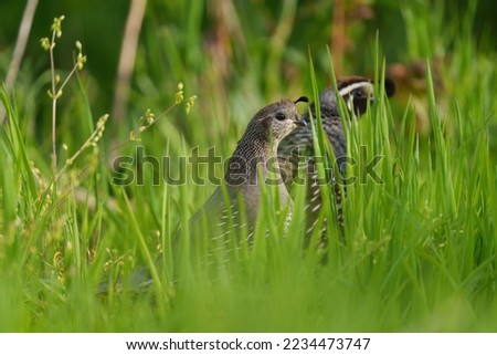 Image, Stock Photo Quail in the grass