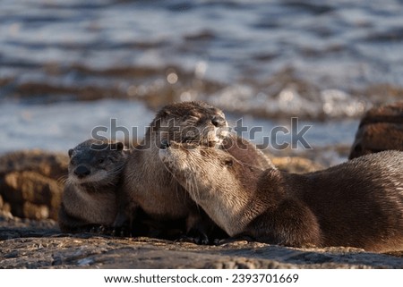 Similar – Foto Bild la mer Meer Nordsee