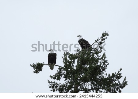 Similar – Image, Stock Photo Strong wild eagle resting in summer day