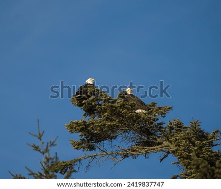 Similar – Image, Stock Photo Strong wild eagle resting in summer day