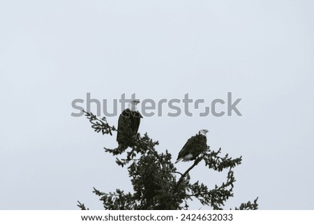 Similar – Image, Stock Photo Strong wild eagle resting in summer day