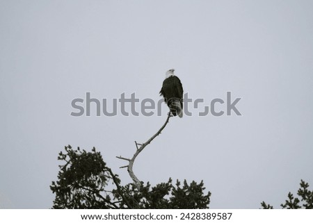 Similar – Image, Stock Photo Strong wild eagle resting in summer day