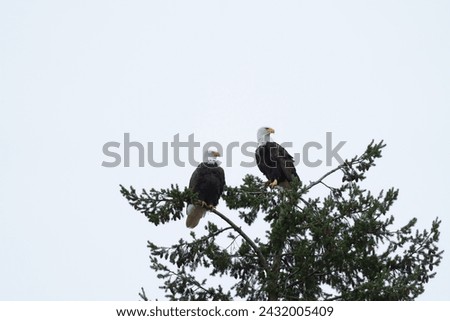 Similar – Image, Stock Photo Strong wild eagle resting in summer day