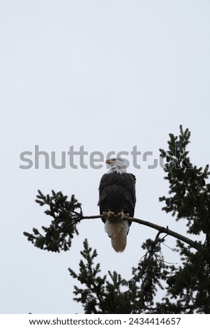 Similar – Image, Stock Photo Strong wild eagle resting in summer day