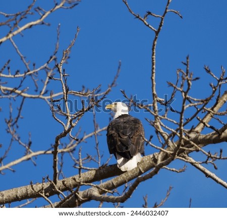 Similar – Image, Stock Photo Strong wild eagle resting in summer day