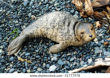 A baby seal relaxing on beach, east sooke, vancouver island