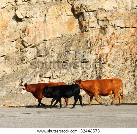 Outdoor portrait of cow walking on road, sheep river valley, alberta, canada