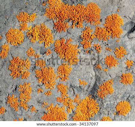 Abstract background of alpine lichen on rock at moraine lake area, banff national park, alberta, canada