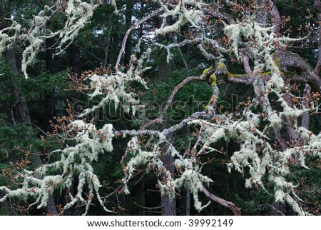 Tree branches with lichens in rain forest, gulf islands national park, british columbia, canada