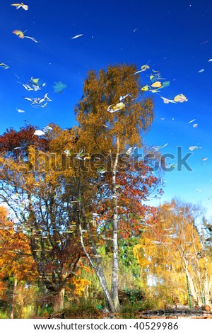 Nature painting of the abstract autumnal tree reflection on pond surface