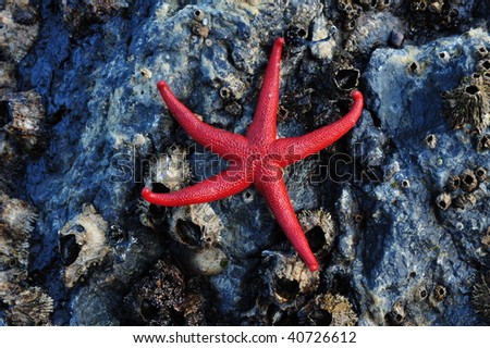A fresh red starfish on seaside barnacles