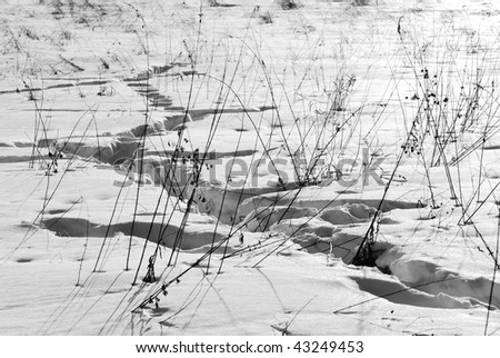 Winter view of the snow land and in elk island national park, alberta, canada