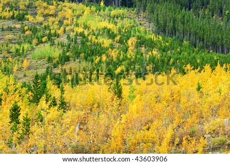 aspen and pine forests in hillside, kananaskis country, alberta, canada