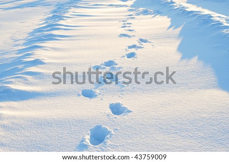 Walking in snow field, elk island national park, alberta, canada