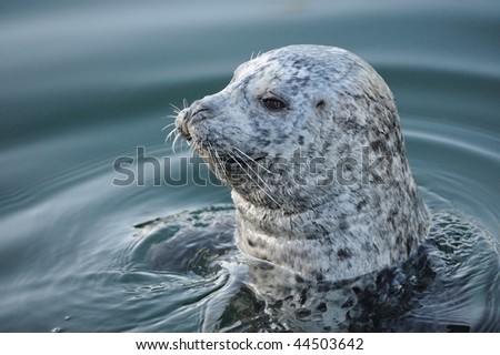 harbor seal swimming at inner harbor, victoria, british columbia, canada