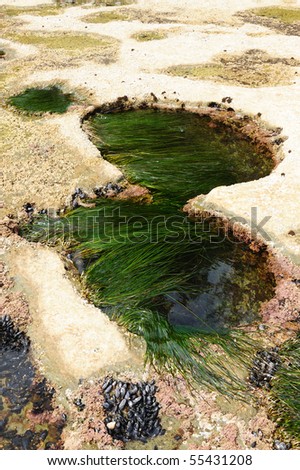 rich tide pools on botanical beach, vancouver island, bc, canada
