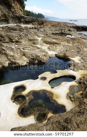 tide pools on botanical beach, vancouver island, bc, canada