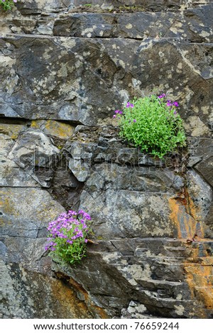 spring flowers and plants on rock cliff