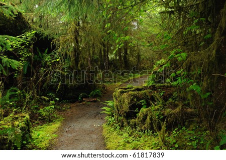 Similar – Foto Bild Waldweg auf der Olympic Peninsula, Washington, USA