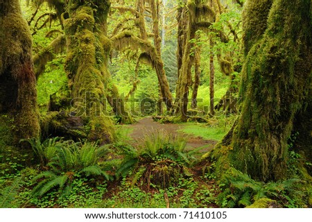 Similar – Foto Bild Waldweg auf der Olympic Peninsula, Washington, USA