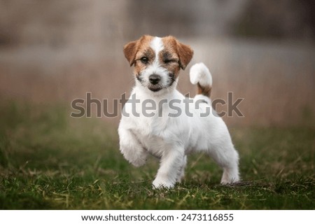 Similar – Image, Stock Photo portrait of cute jack russell dog sitting in front of wood trunks in mountain. Wearing modern bandana. Pets in nature